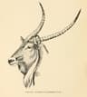 Top 10 East African Safari Destinations (2025 Ranked List)