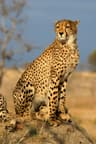 The Fastest Animals on Earth