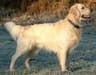 Top 10 Dog Breeds That First-Time Owners Love