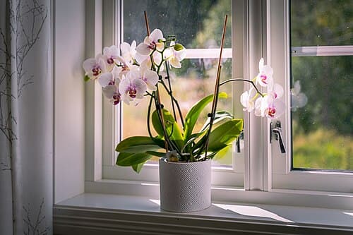 Top 10 Houseplants That Are Almost Impossible to Kill