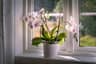 Top 10 Houseplants That Are Almost Impossible to Kill