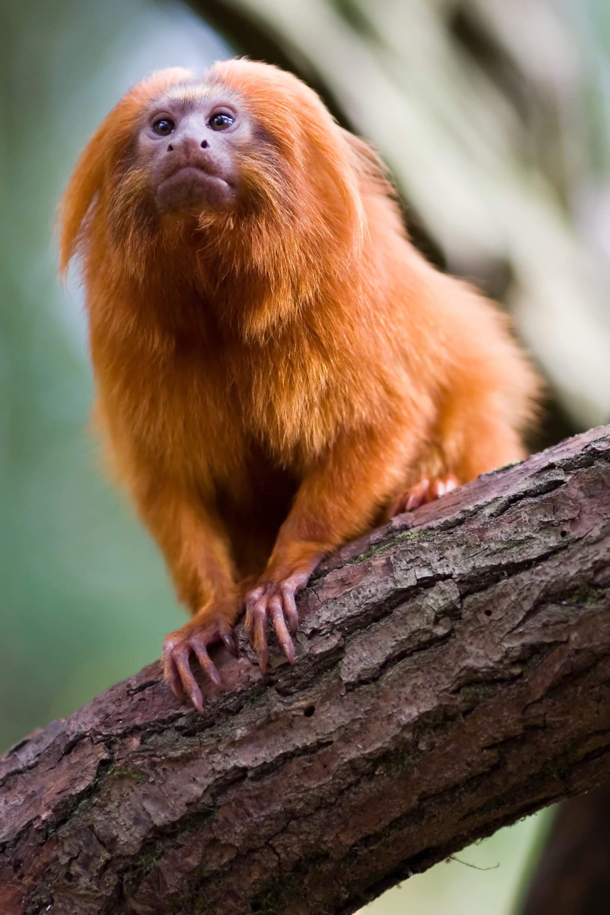 Top 10 Endangered Species We Could Still Save in 2026