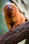 Top 10 Endangered Species We Could Still Save in 2026