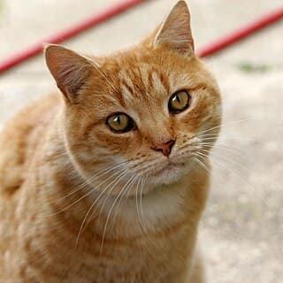 Top 10 European Pet Insurance Companies