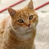 Top 10 European Pet Insurance Companies