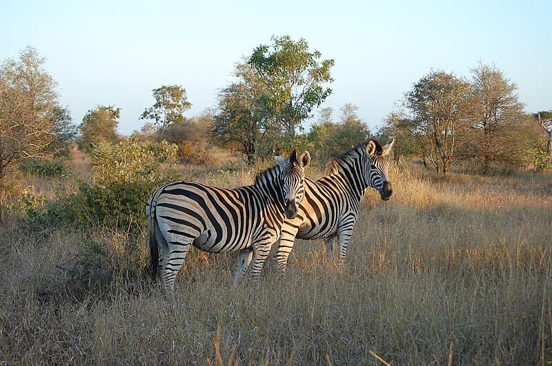 Top 10 Best Safari Lodges in South Africa