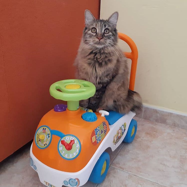 Top Cat Breeds — Top Rated