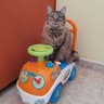 Top Cat Breeds — Top Rated