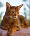 Top Cat Breeds — Most Affectionate
