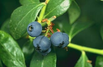 #2 Blueberries — The 10 Healthiest Foods of 2026, Ranked by the Science