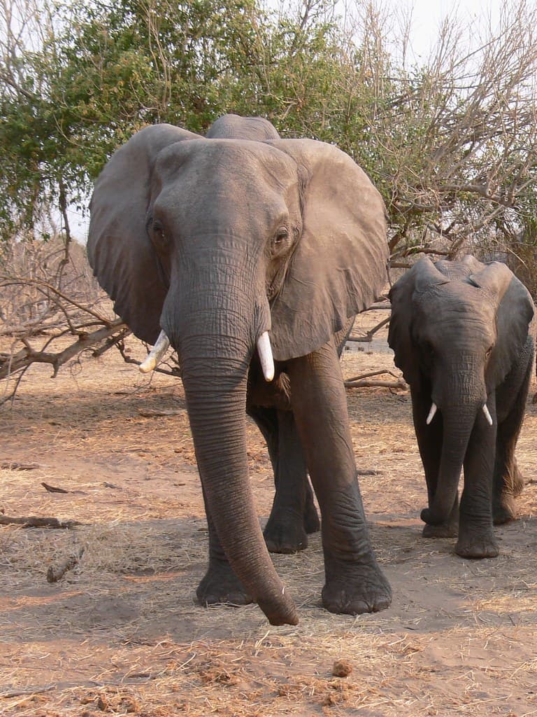 #7 Kruger National Park, South Africa — Top 10 Most Beautiful National Parks