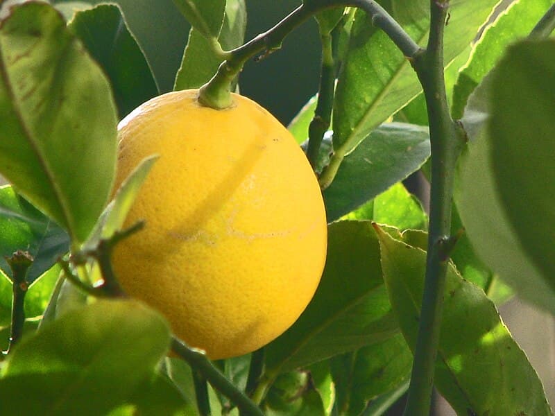 #10 Unnecessarily Tall Food — Top 10 Worst Food Trends of 2026