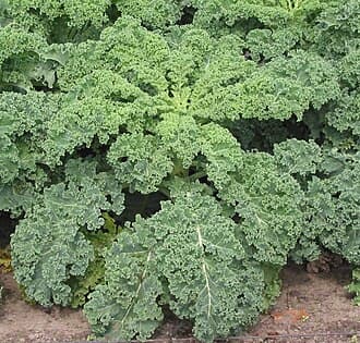 #3 Kale — Top 10 Healthiest Foods in the World