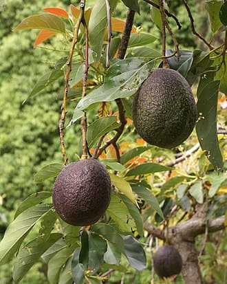 #4 Avocado — Top 10 Healthiest Foods in the World