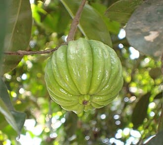 #7 Garcinia Cambogia — Top 10 Most Overrated Health Supplements