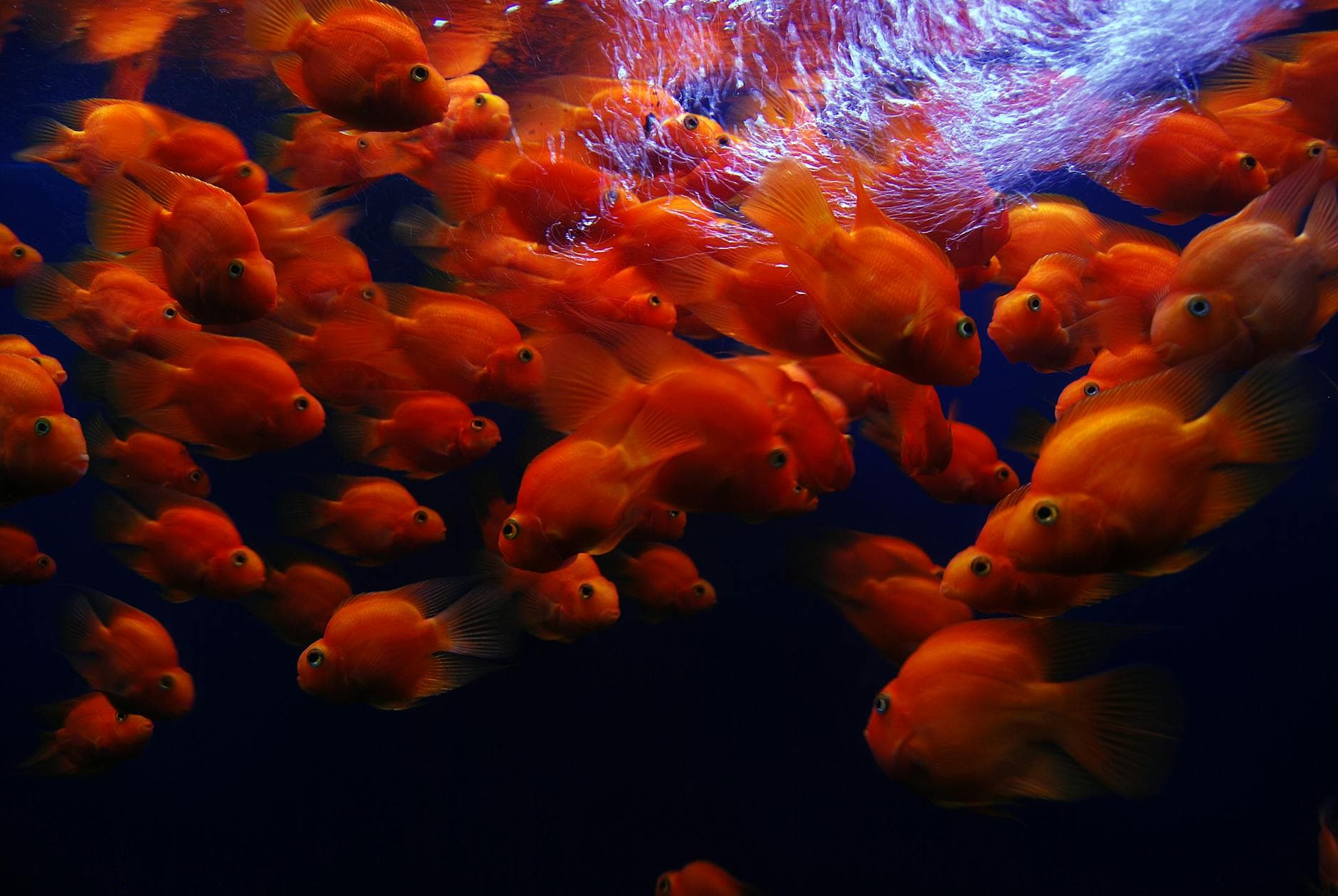 #5 Plenty of Fish — Top 10 Worst Dating Apps