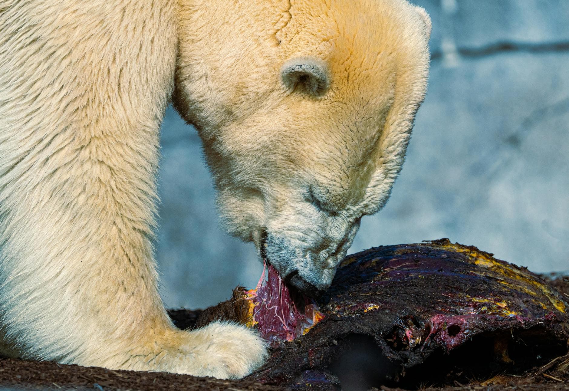 #1 Carnivore Diet — All Meat, Zero Plants — Top 10 Most Controversial Diet Trends