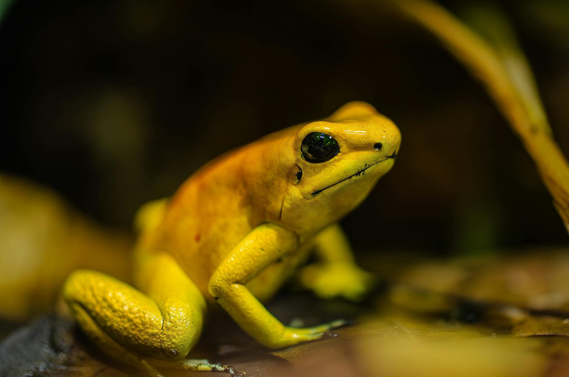 #2 "Eat the Frog" Forced Prioritization — Top 10 Worst Time Management Fads