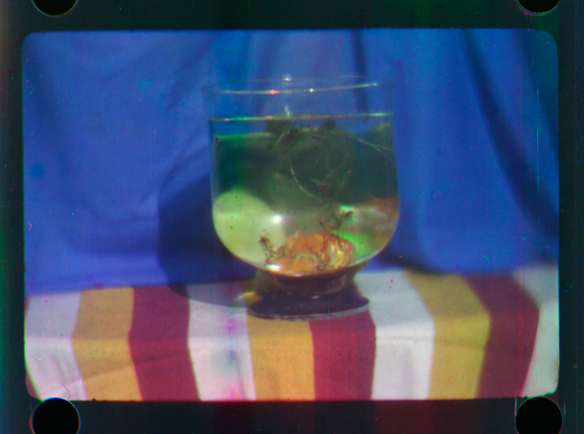 #8 Goldfish Have a Three-Second Memory — Top 10 Debunked Science Myths People Still Believe