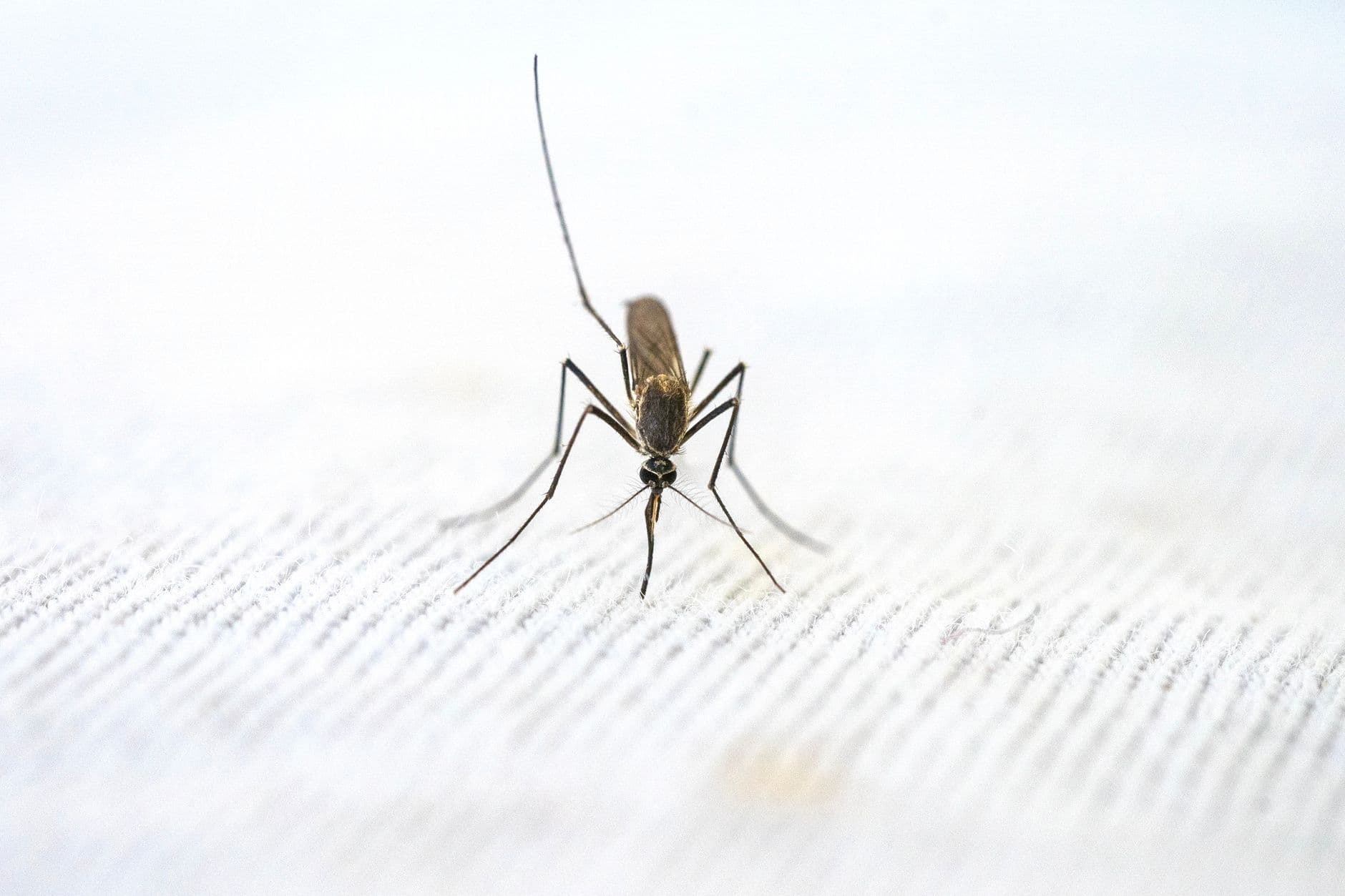 #3 Gene Drives for Mosquito Elimination — Top 10 Most Controversial Gene Editing Applications