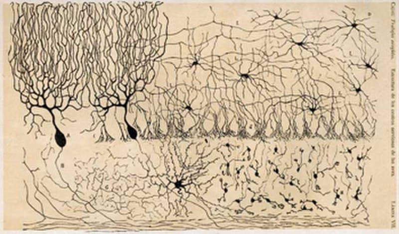 #1 Discovery of the Neuron Doctrine — Top 10 Best Neuroscience Breakthroughs