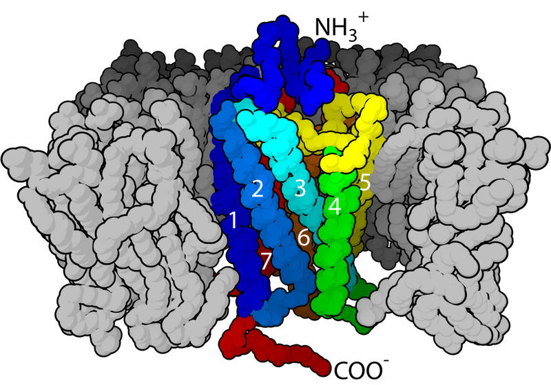 #5 Discovery of Neurotransmitters — Top 10 Best Neuroscience Breakthroughs