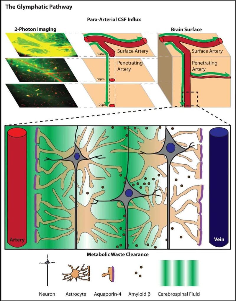 #10 Glymphatic System Discovery — Top 10 Best Neuroscience Breakthroughs