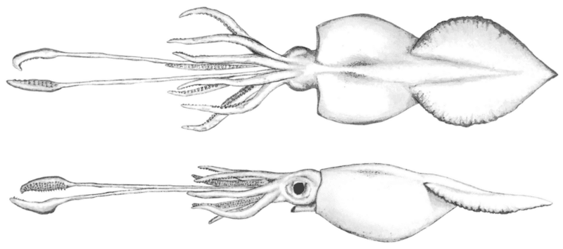 #4 Giant Squid Filmed Alive — Top 10 Best Marine Biology Discoveries
