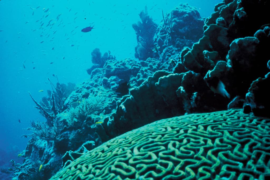 #8 Ocean Acidification — Top 10 Best Marine Biology Discoveries