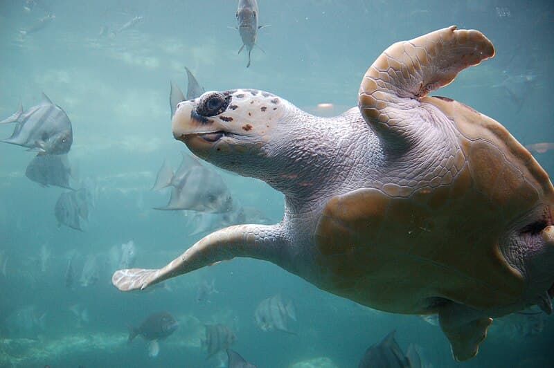 #9 Migration Routes of Sea Turtles — Top 10 Best Marine Biology Discoveries