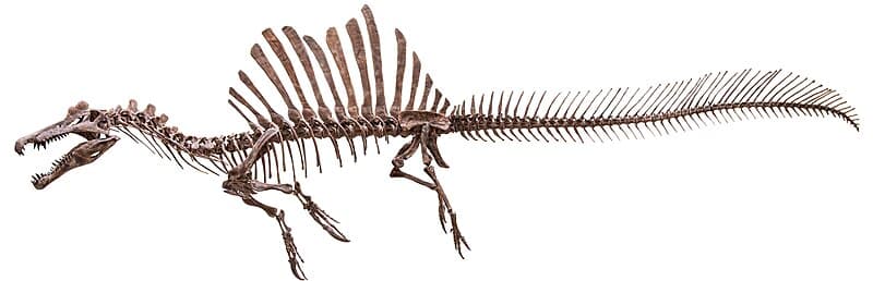 #5 Spinosaurus as a Semi-Aquatic Predator (2014–2022) — Top 10 Best Dinosaur Discoveries