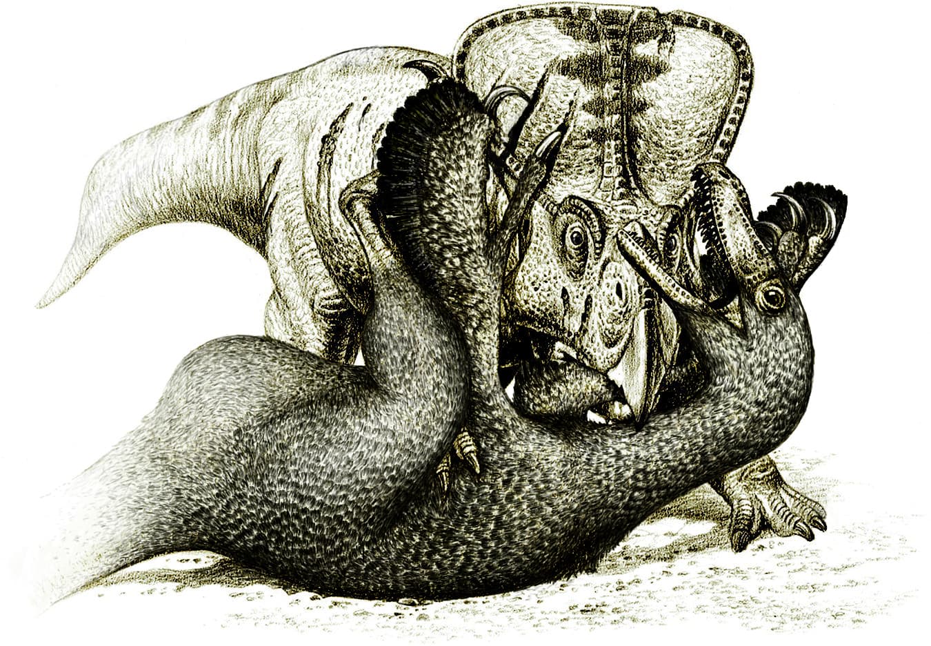#7 Velociraptor and Protoceratops Locked in Combat (1971) — Top 10 Best Dinosaur Discoveries