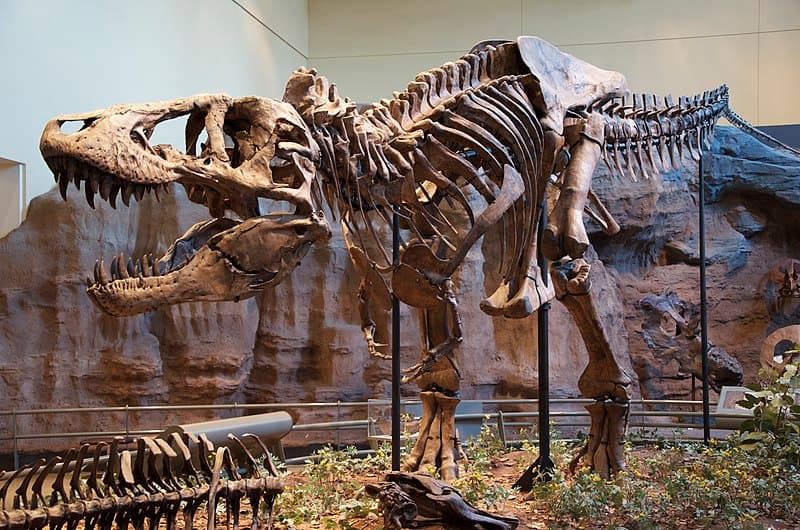 #8 Soft Tissue in Tyrannosaurus Femur (2005) — Top 10 Best Dinosaur Discoveries