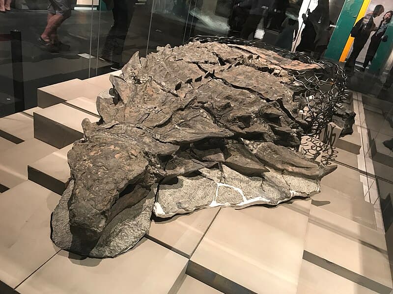 #10 Borealopelta markmitchelli Nodosaur Mummy (2017) — Top 10 Best Dinosaur Discoveries