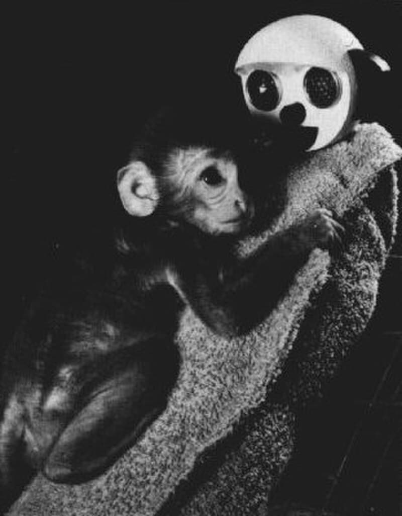 #1 Harlow's Maternal Deprivation Monkey Experiments — Top 10 Most Controversial Animal Testing Debates