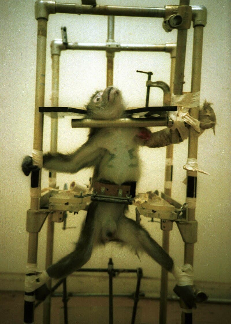#4 Silver Spring Monkeys Case (1981) — Top 10 Most Controversial Animal Testing Debates