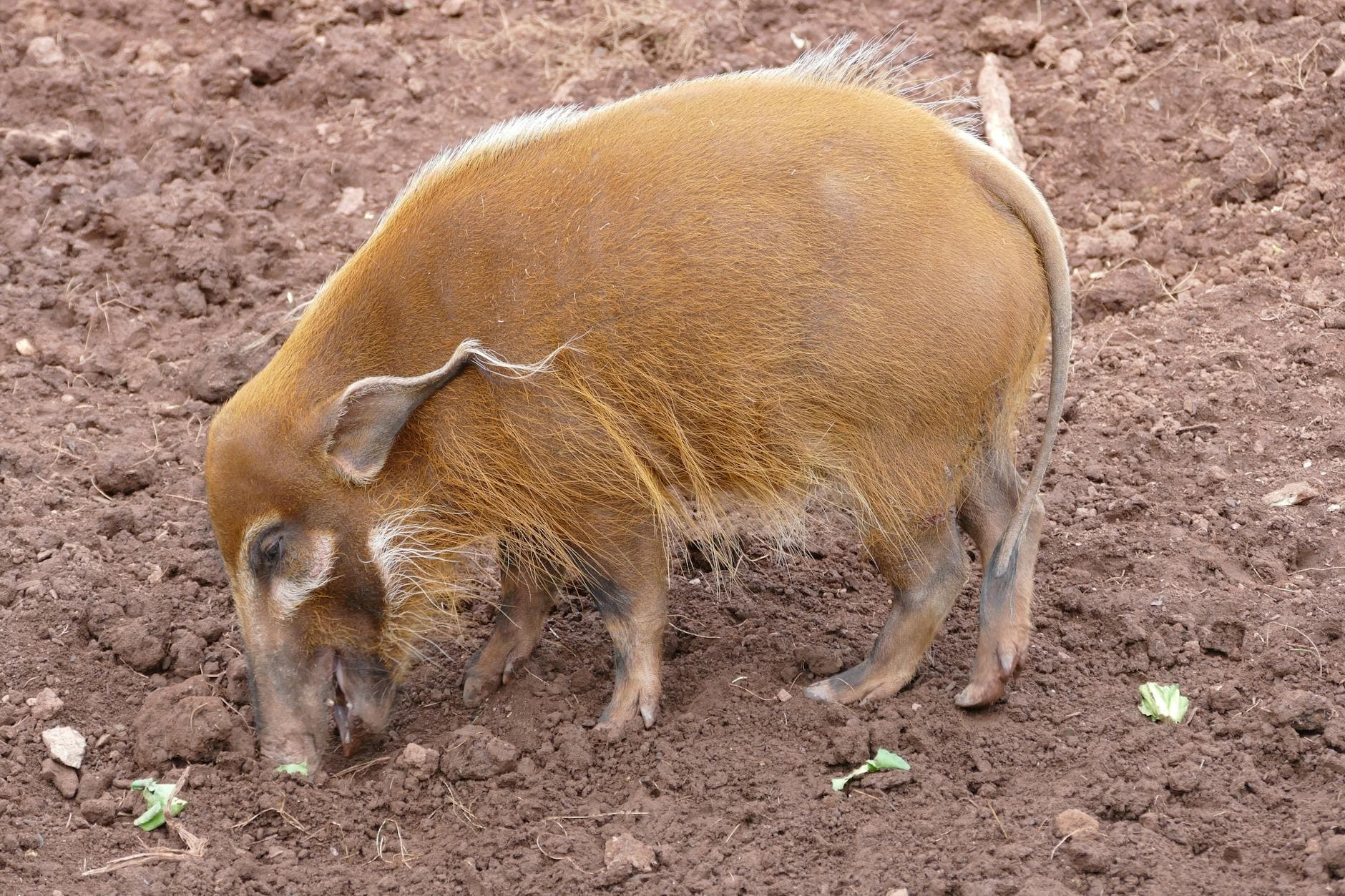 #7 Xenotransplantation Pig-to-Primate Studies — Top 10 Most Controversial Animal Testing Debates