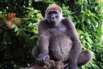 #8 Cross River Gorilla — Top 10 Most Endangered Species