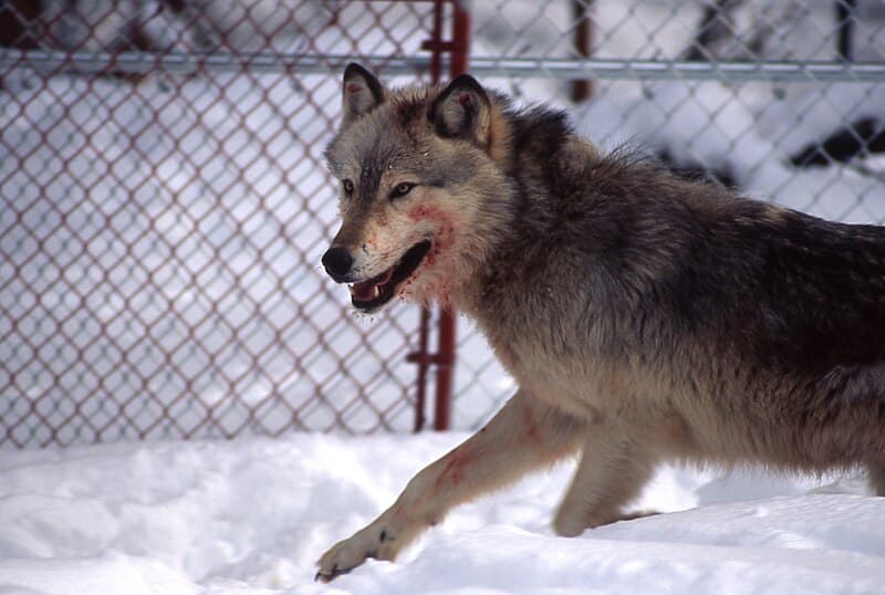 #2 Wolf Reintroduction in Europe and North America — Top 10 Most Controversial Conservation Policies