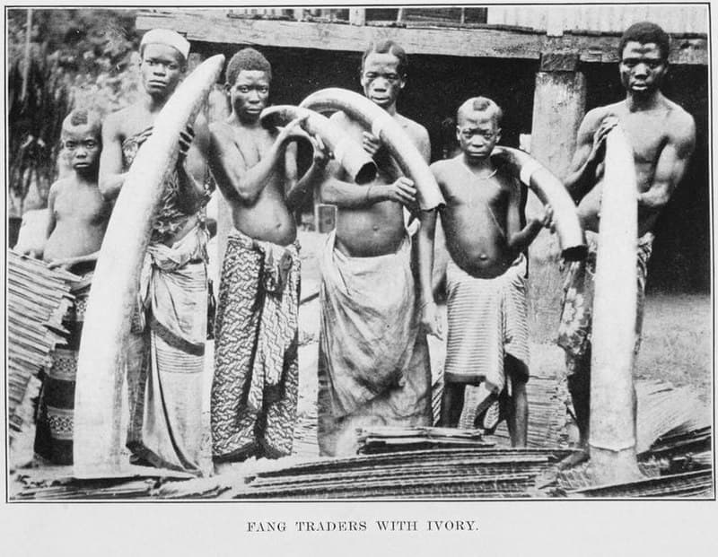 #3 Ivory Trade Ban Effectiveness — Top 10 Most Controversial Conservation Policies
