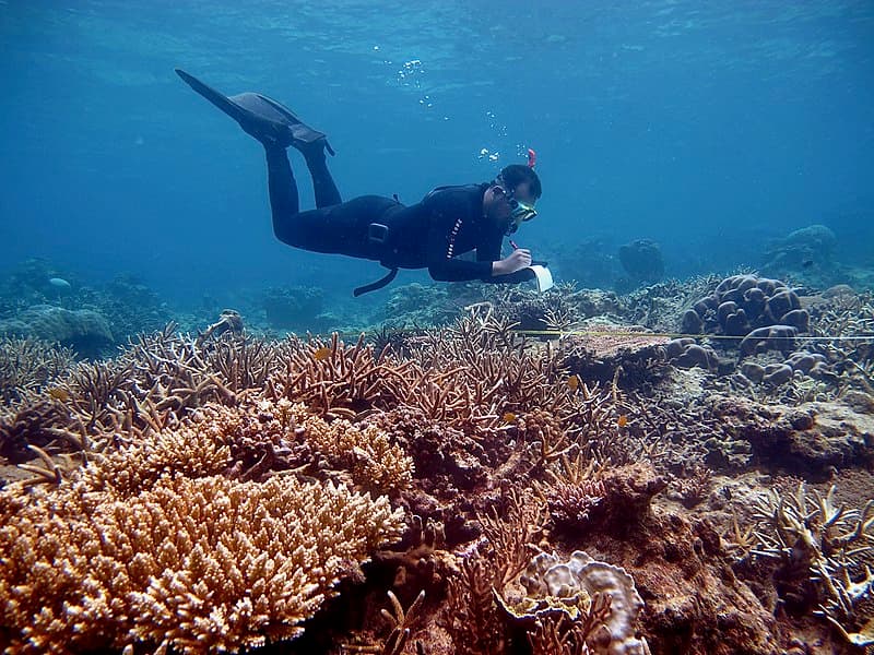 #5 Coral Reef Genetic Modification — Top 10 Most Controversial Conservation Policies