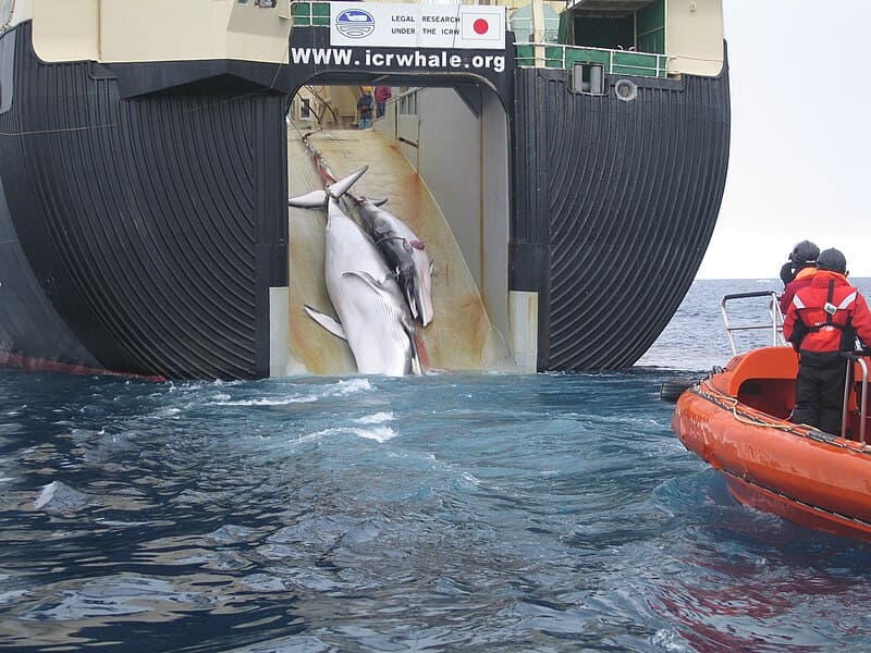 #8 Japan's Whale Research Programme — Top 10 Most Controversial Conservation Policies