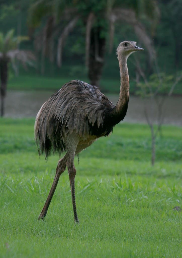 Cerrado, Brazil