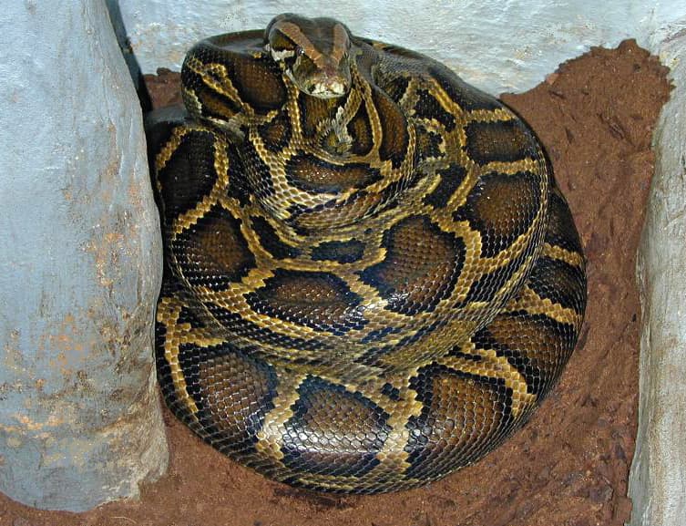 #3 Burmese Python (Python bivittatus) — Top 10 Worst Invasive Species