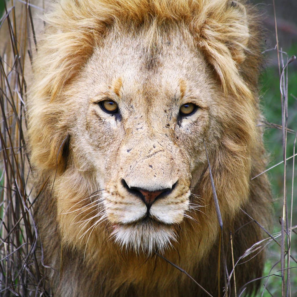 #3 Canned Hunting (Captive-Bred Lion Hunts) — Top 10 Most Controversial Hunting Practices
