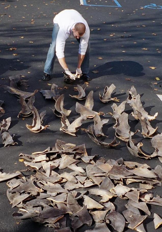 #7 Shark Finning — Top 10 Most Controversial Hunting Practices