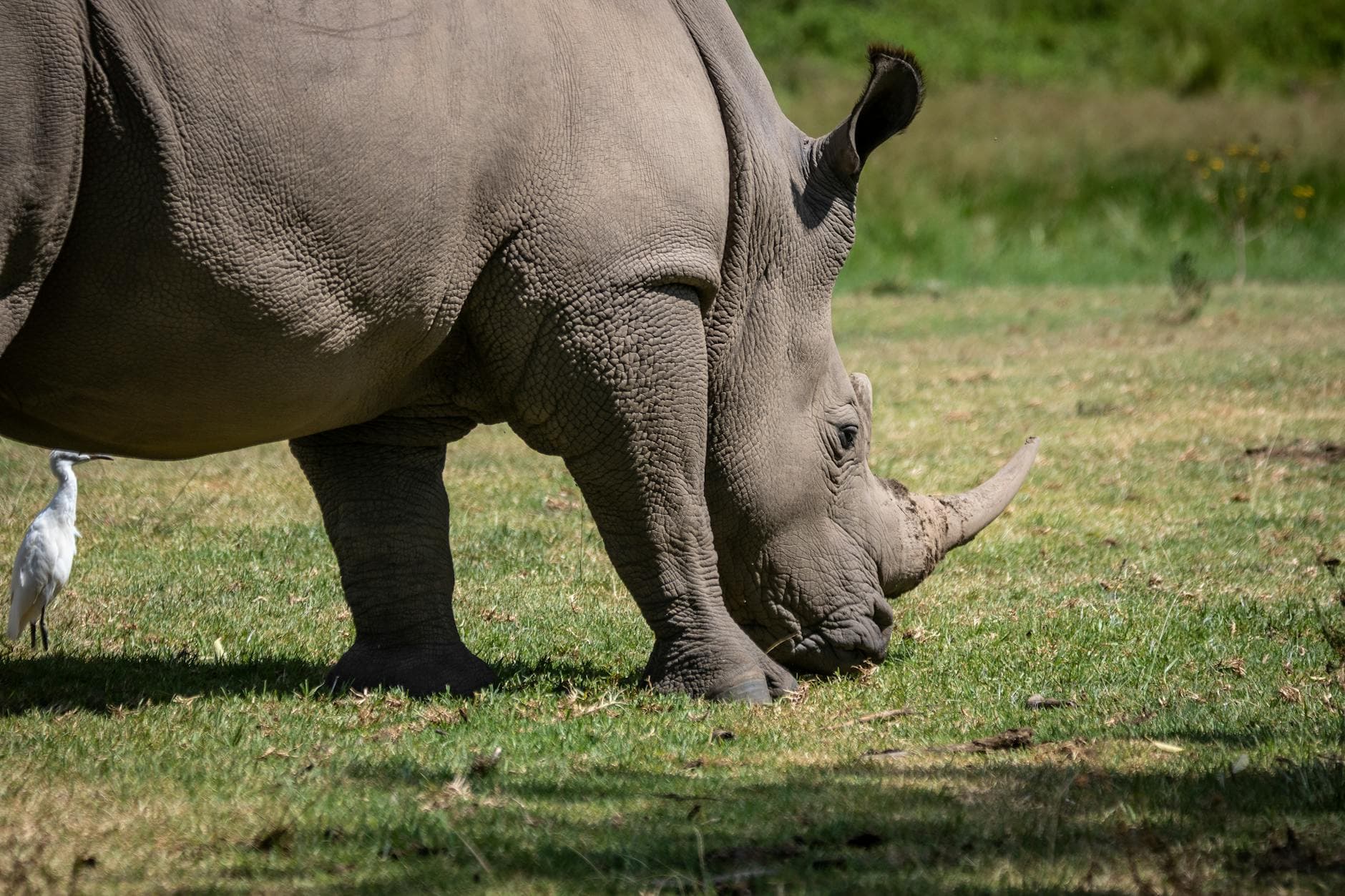 #10 Rhino Horn Dehorning as Anti-Poaching Strategy — Top 10 Most Controversial Hunting Practices