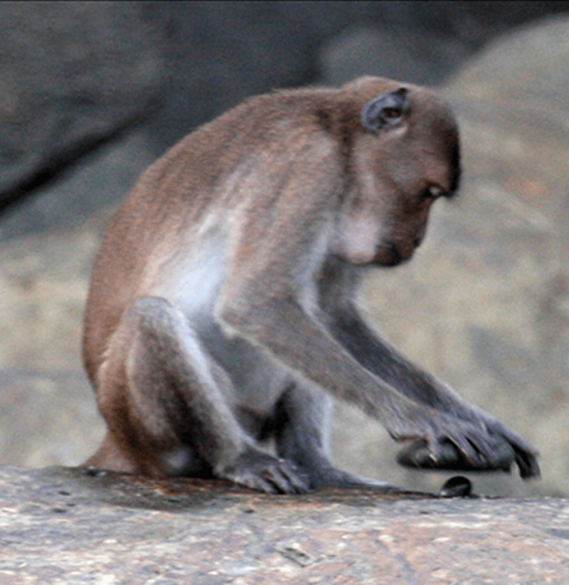 #2 Psychological Impact on Intelligent Animals — Top 10 Most Debated: Are Zoos Ethical