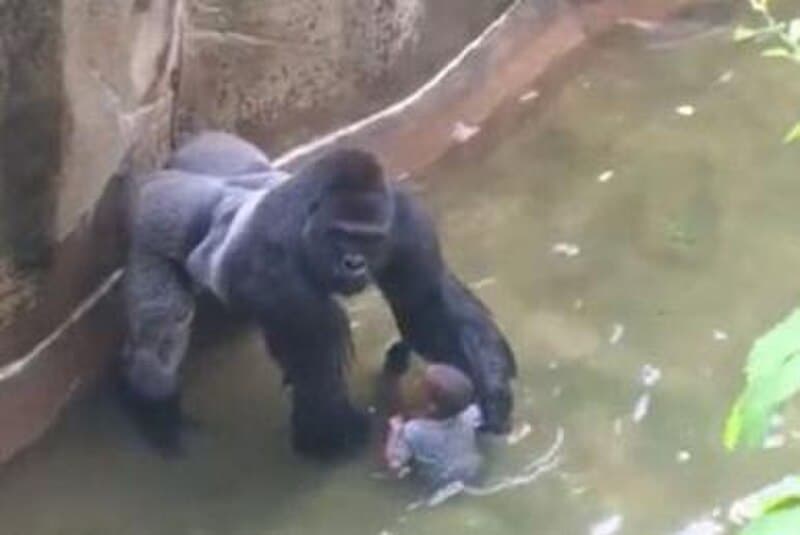 #8 The Harambe Effect and Public Safety — Top 10 Most Debated: Are Zoos Ethical