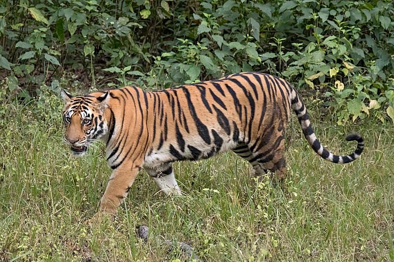 #9 Sanctuary Model vs Traditional Zoo Model — Top 10 Most Debated: Are Zoos Ethical